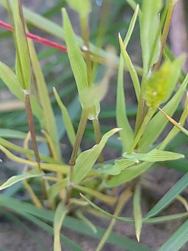 Rostraria smyrnacea — related species from the same genus