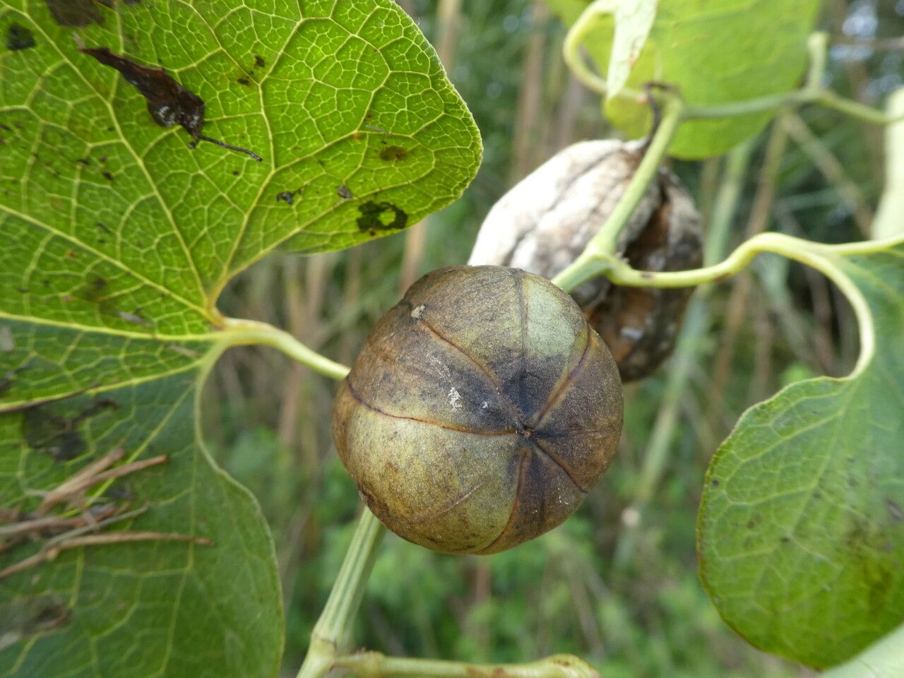 Aristolochia clematitis fruit