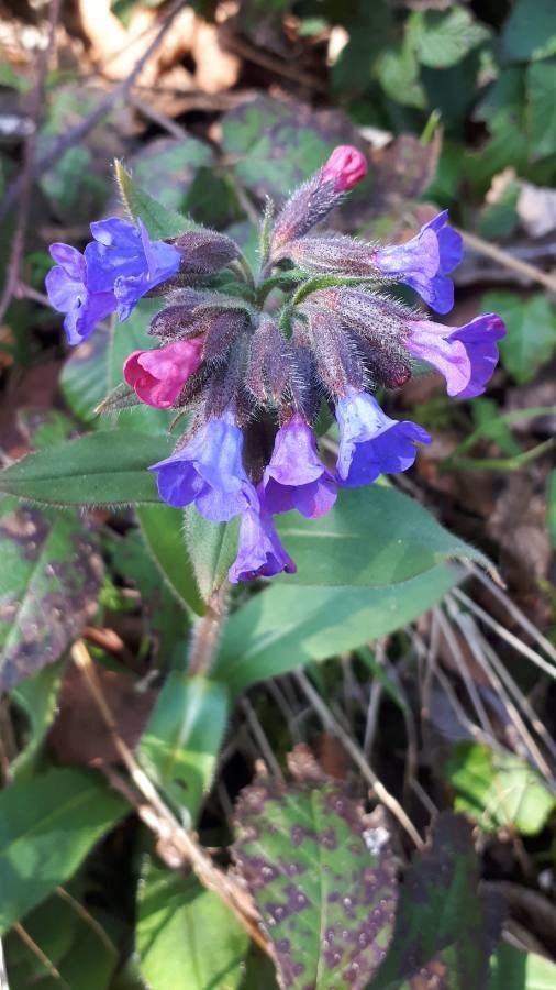 Pulmonaria obscura flower