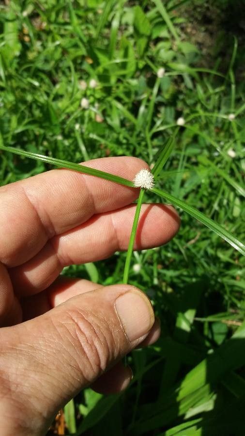 Kyllinga bulbosa flower