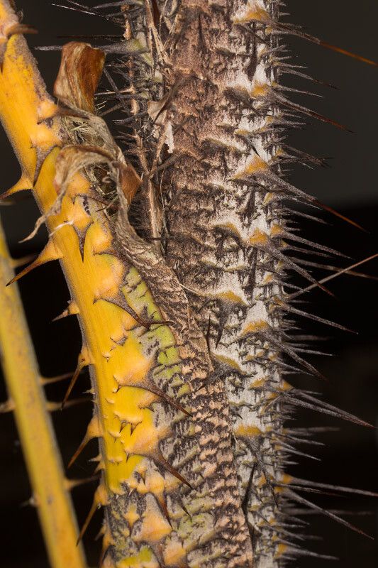 Calamus inermis — houseplant care guide