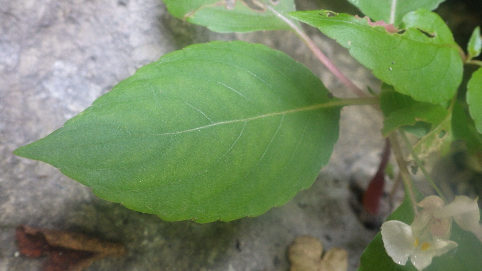 Impatiens barthlottii leaf