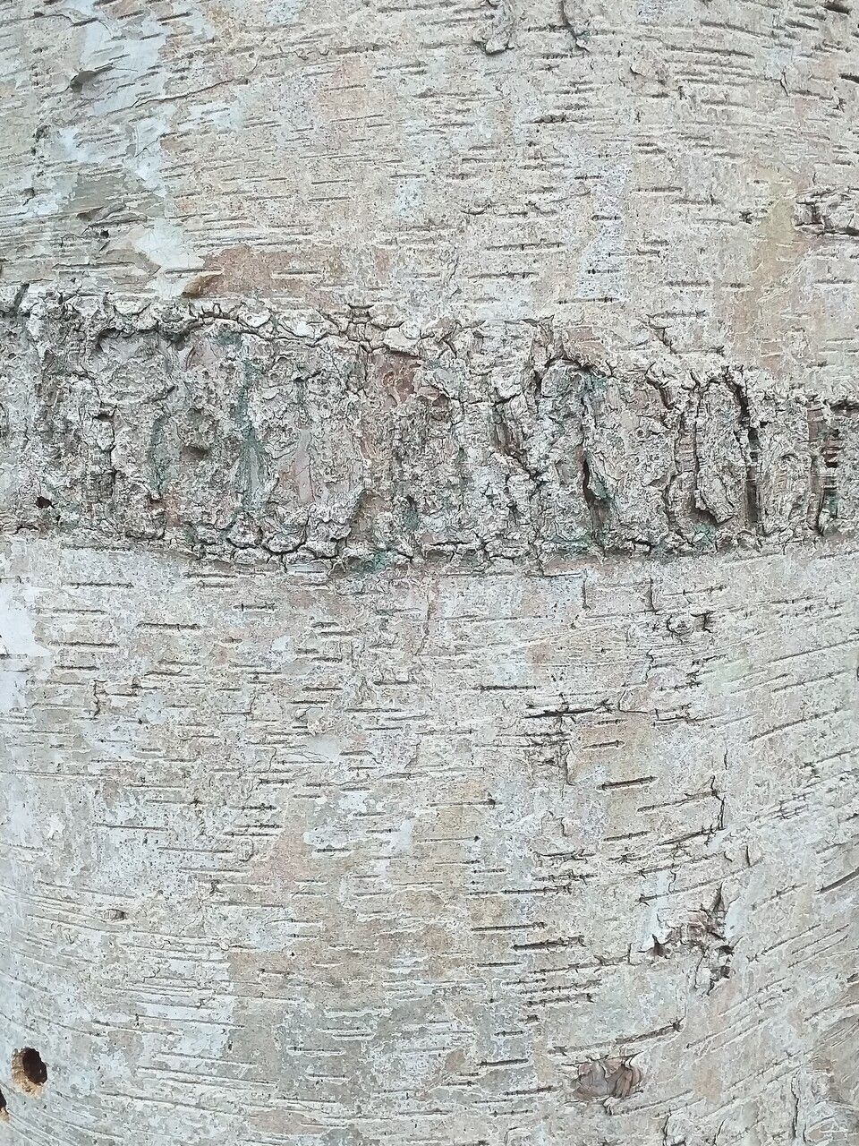 Betula neoalaskana bark
