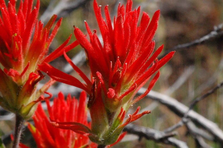 Castilleja peckiana — houseplant care guide