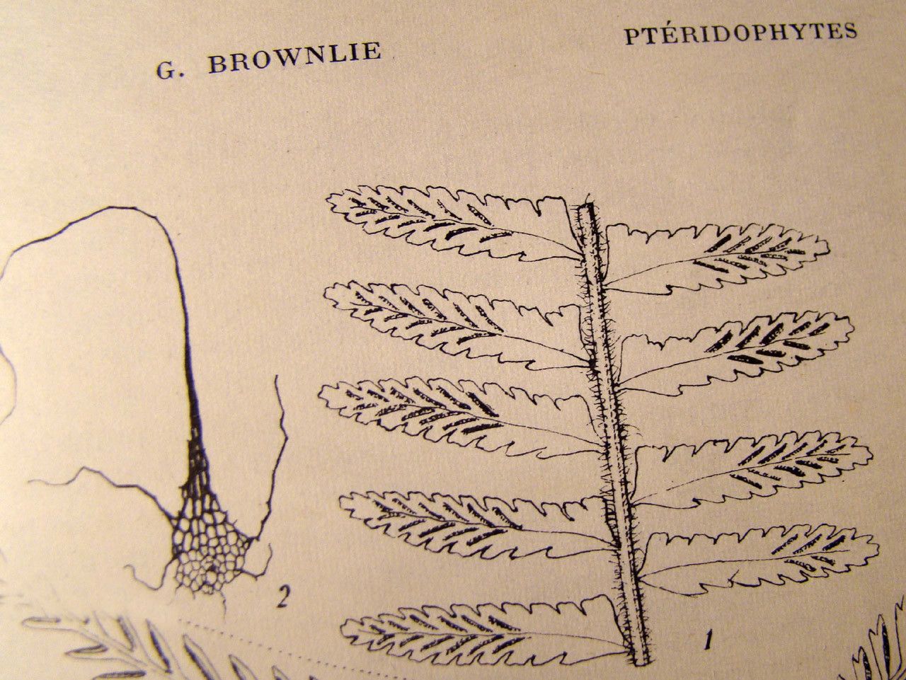 Asplenium pseudotenerum other