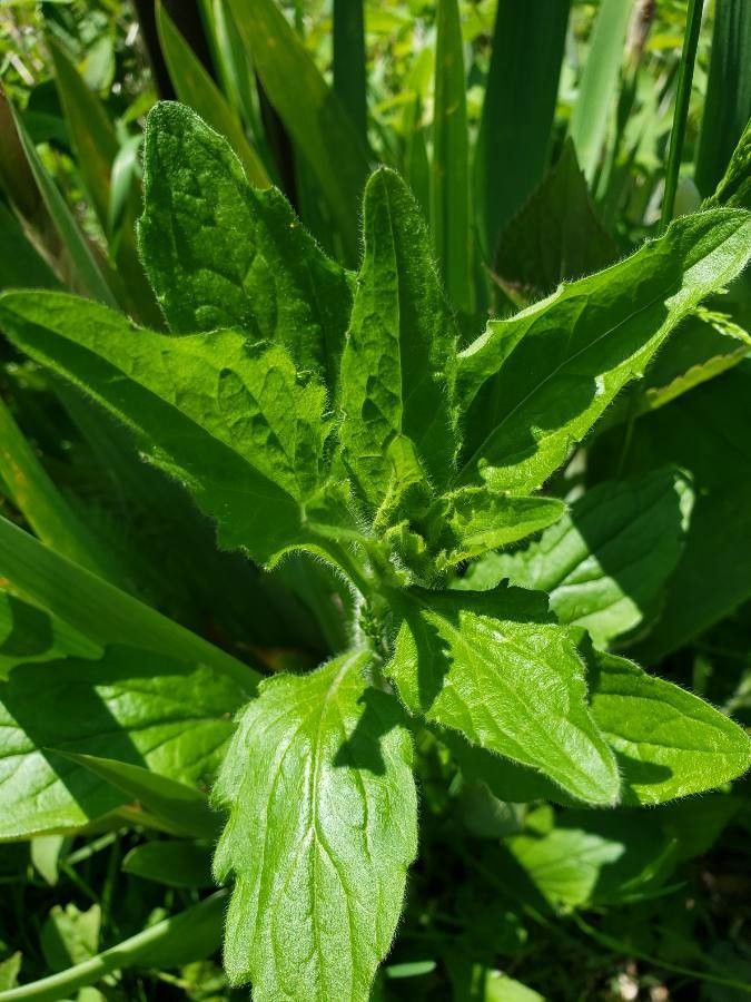 Trillium flexipes leaf