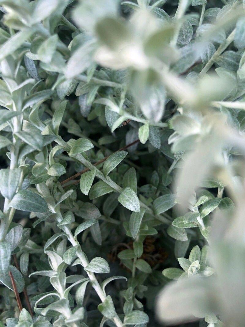 Helichrysum argyrophyllum leaf