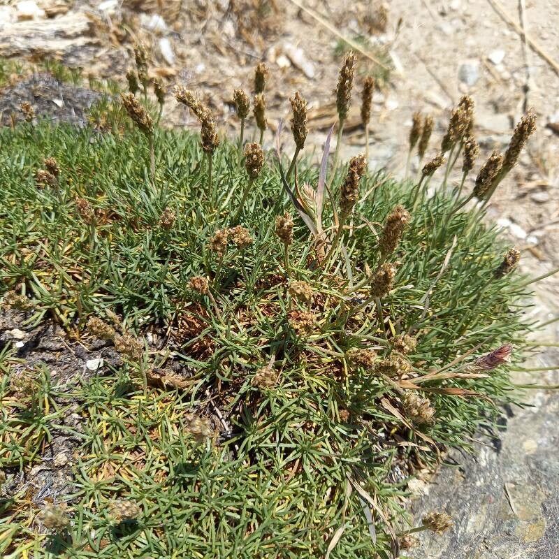 Plantago holosteum fruit