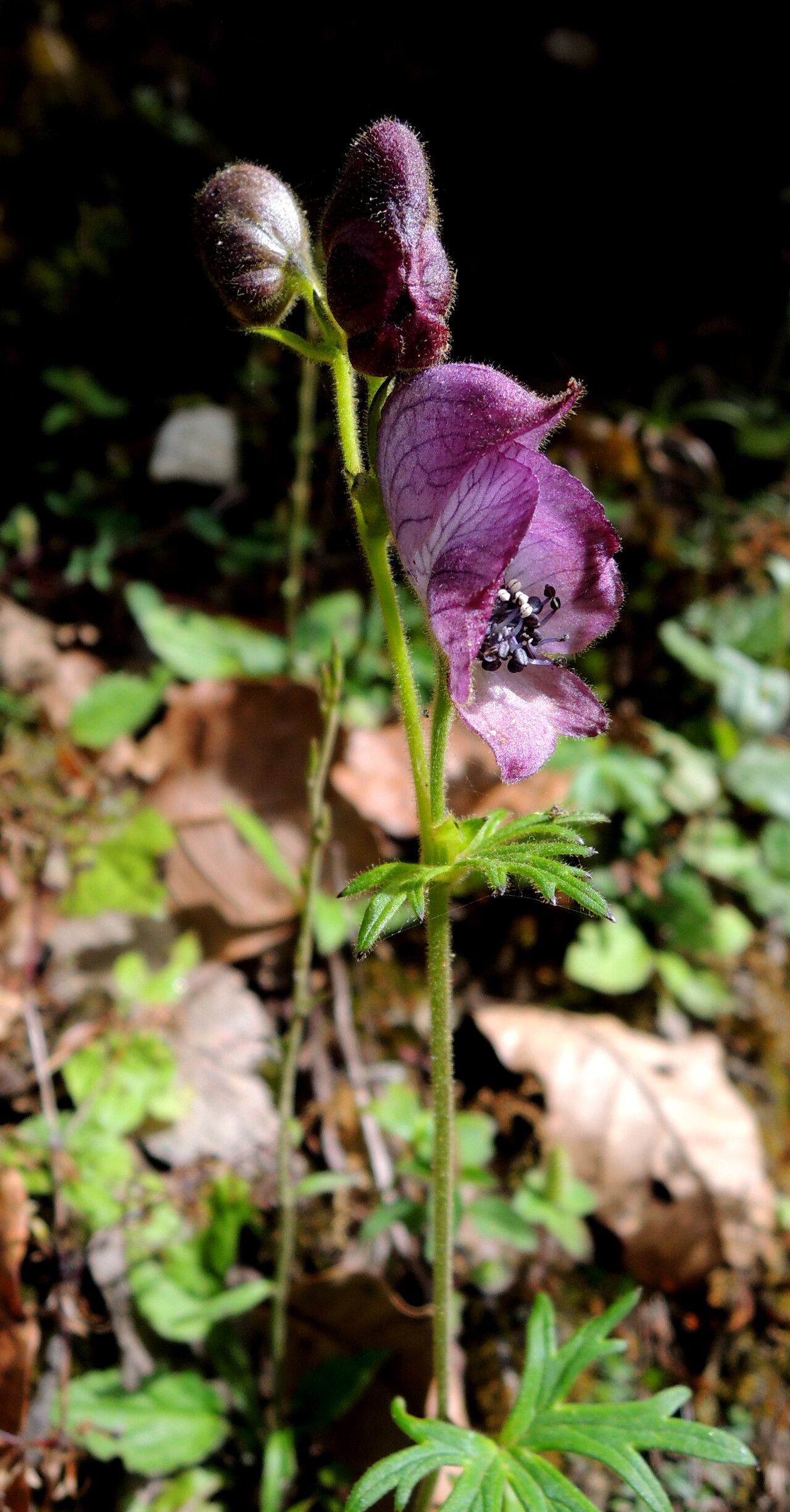 Aconitum poluninii — search result for 'Aconitum'