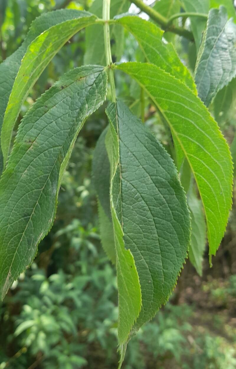 Sambucus peruviana — houseplant care guide