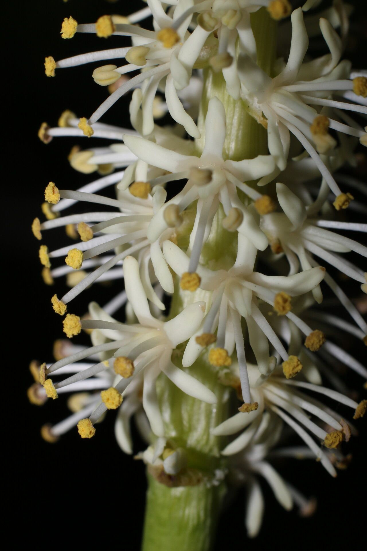 Schoenocaulon officinale flower