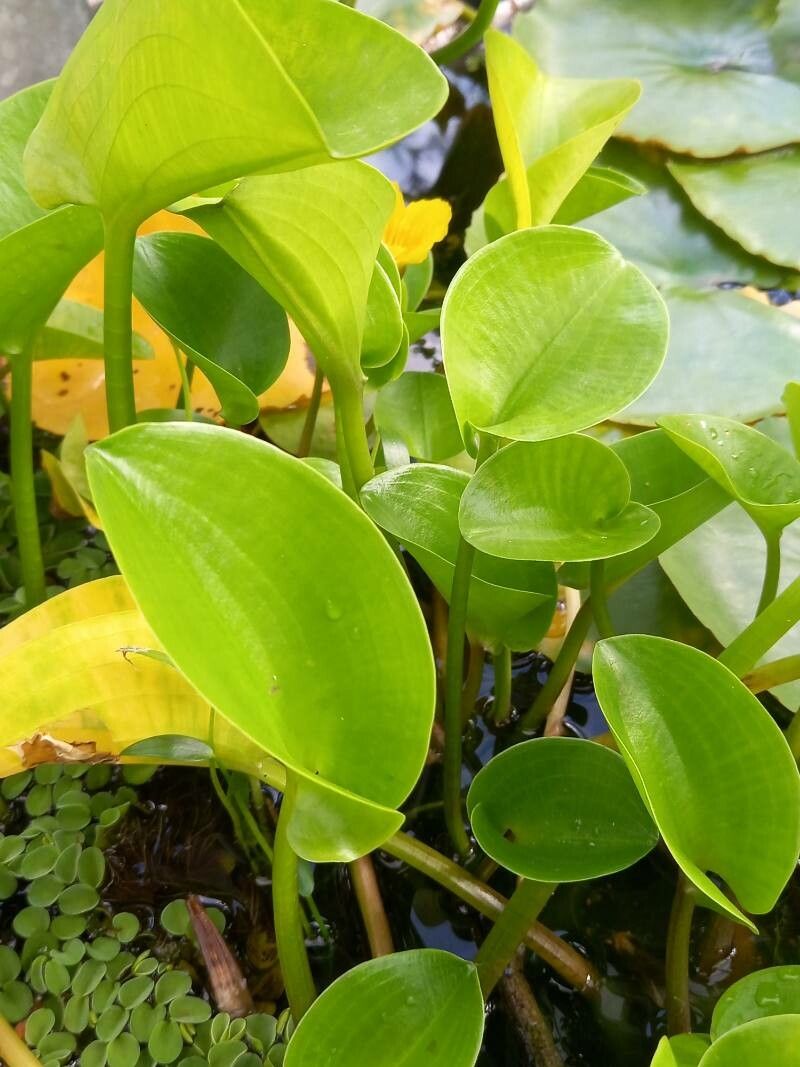 Hydrocleys martii — related species from the same genus