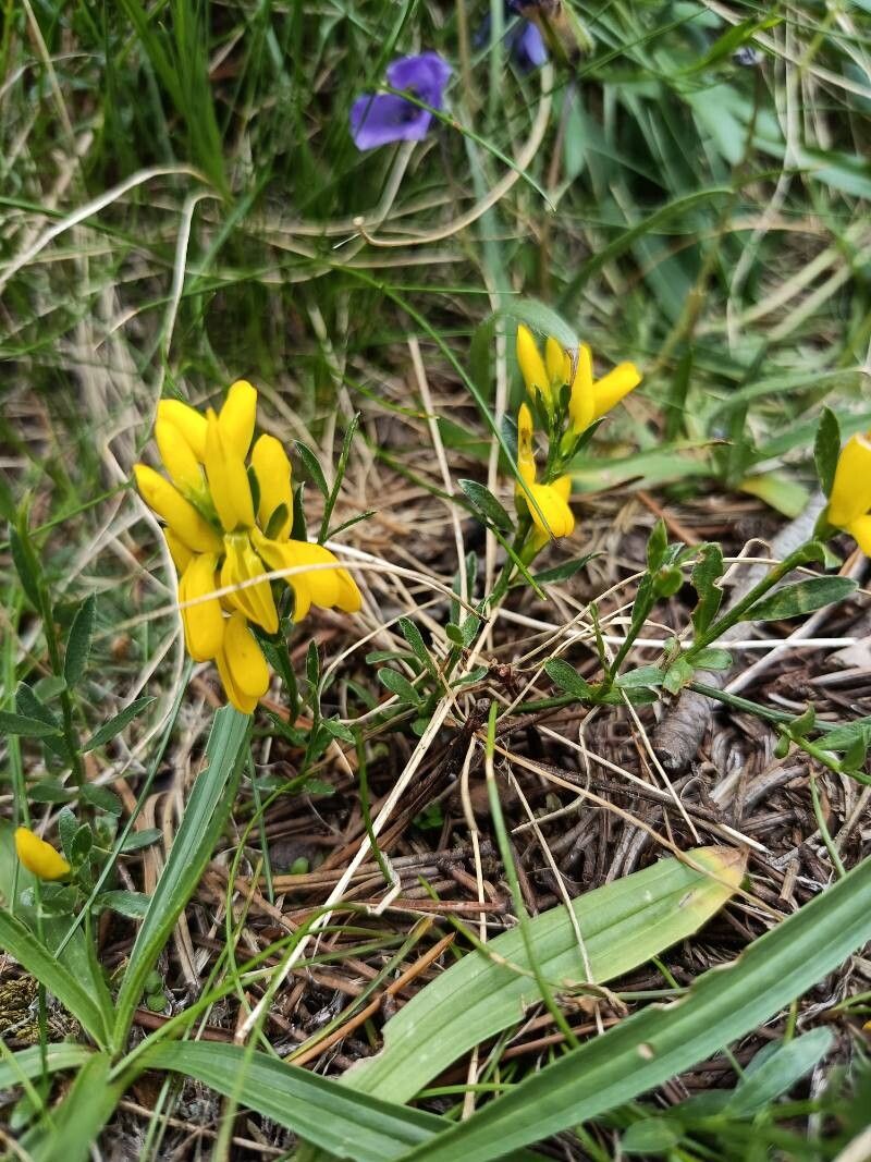 Genista depressa flower