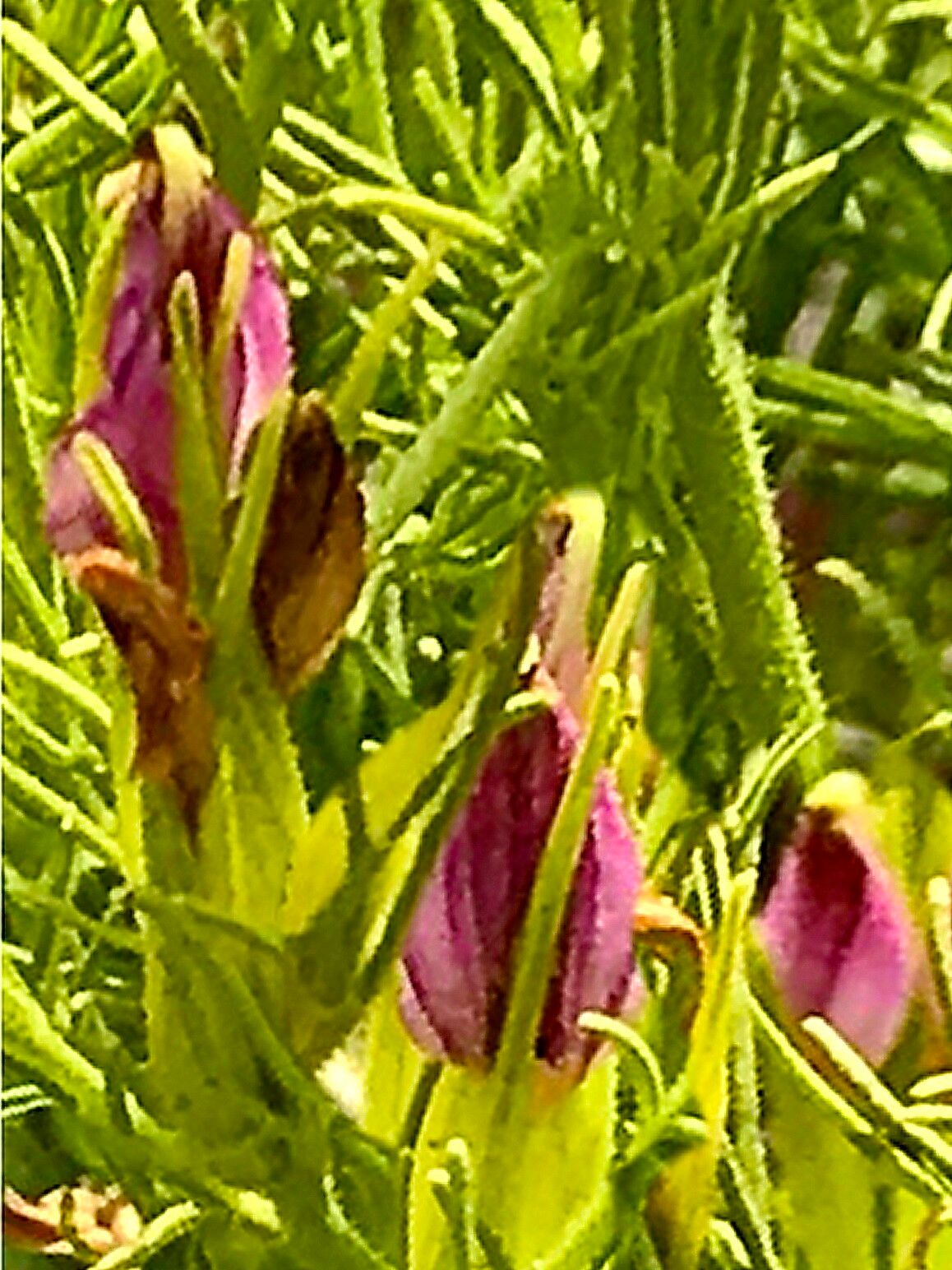 Cordylanthus wrightii — houseplant care guide