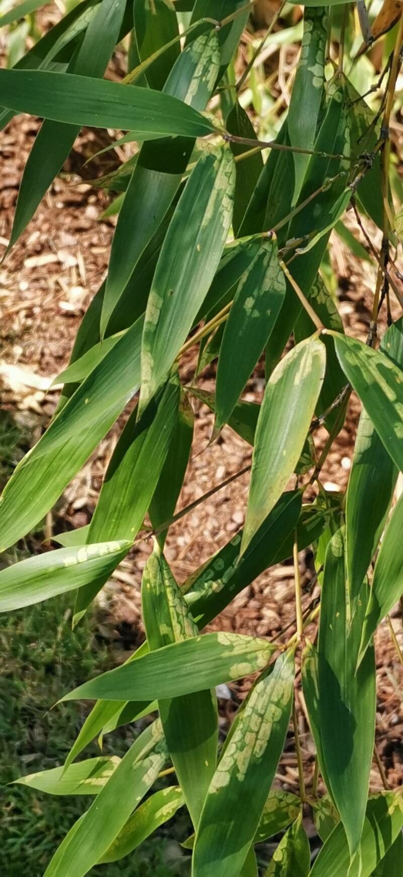 Phyllostachys iridescens leaf