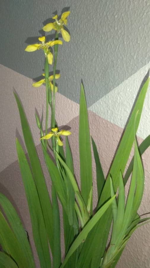 Trimezia fosteriana habit