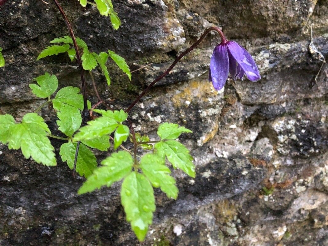 Clematis macropetala — search result for 'Clematis'