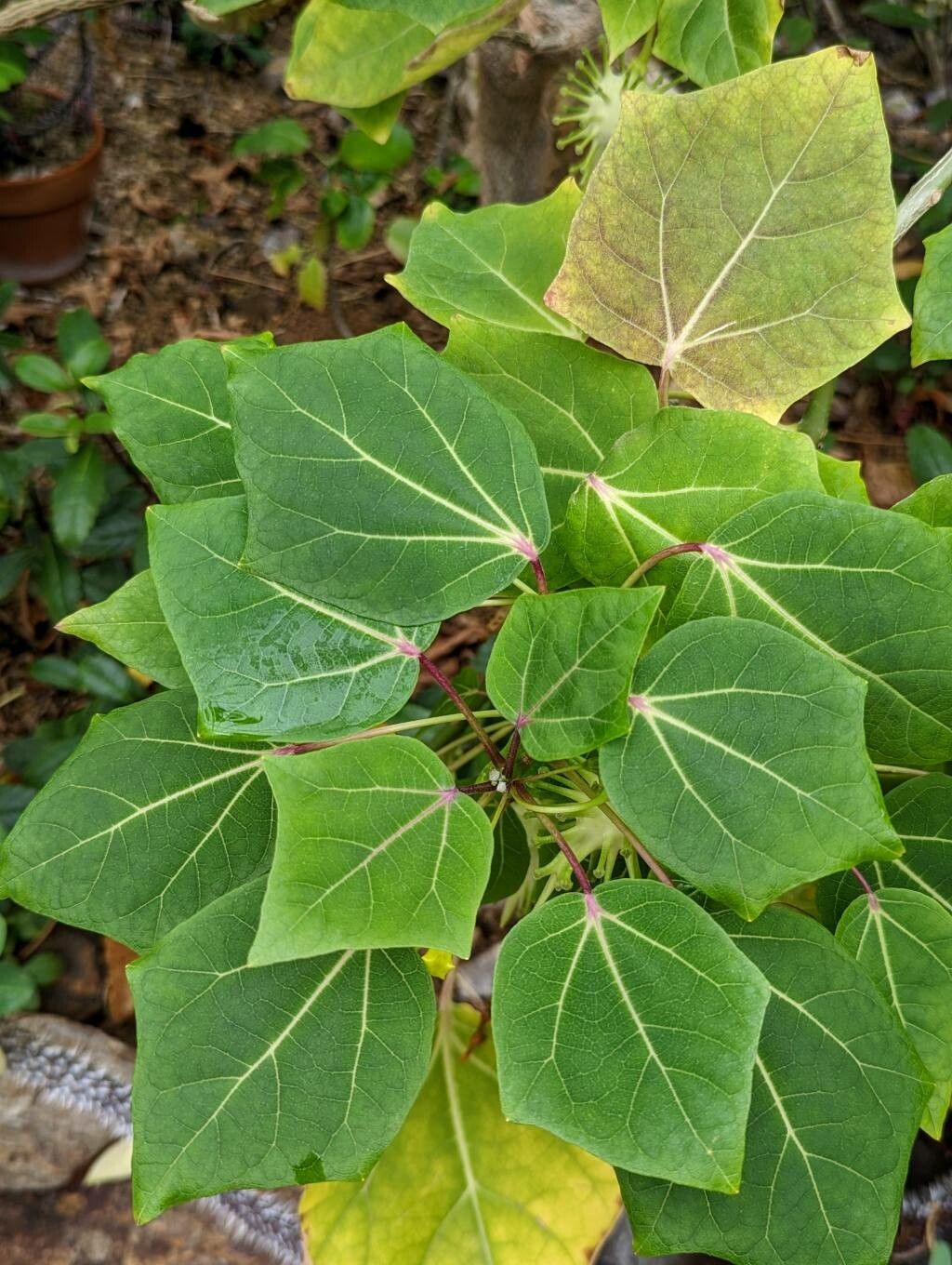 Uncarina perrieri — houseplant care guide