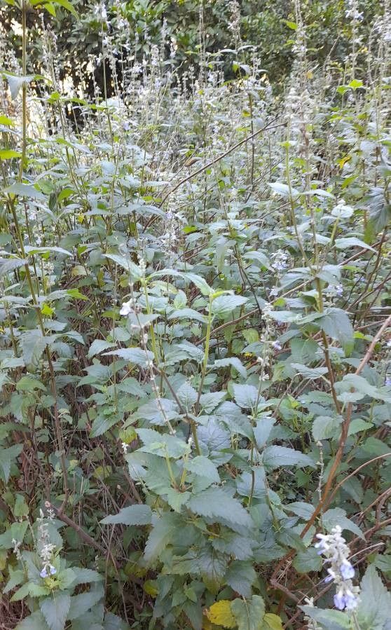 Salvia pallida habit