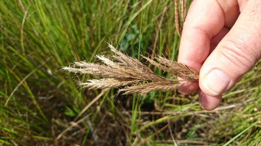 Bromus lanceolatus flower