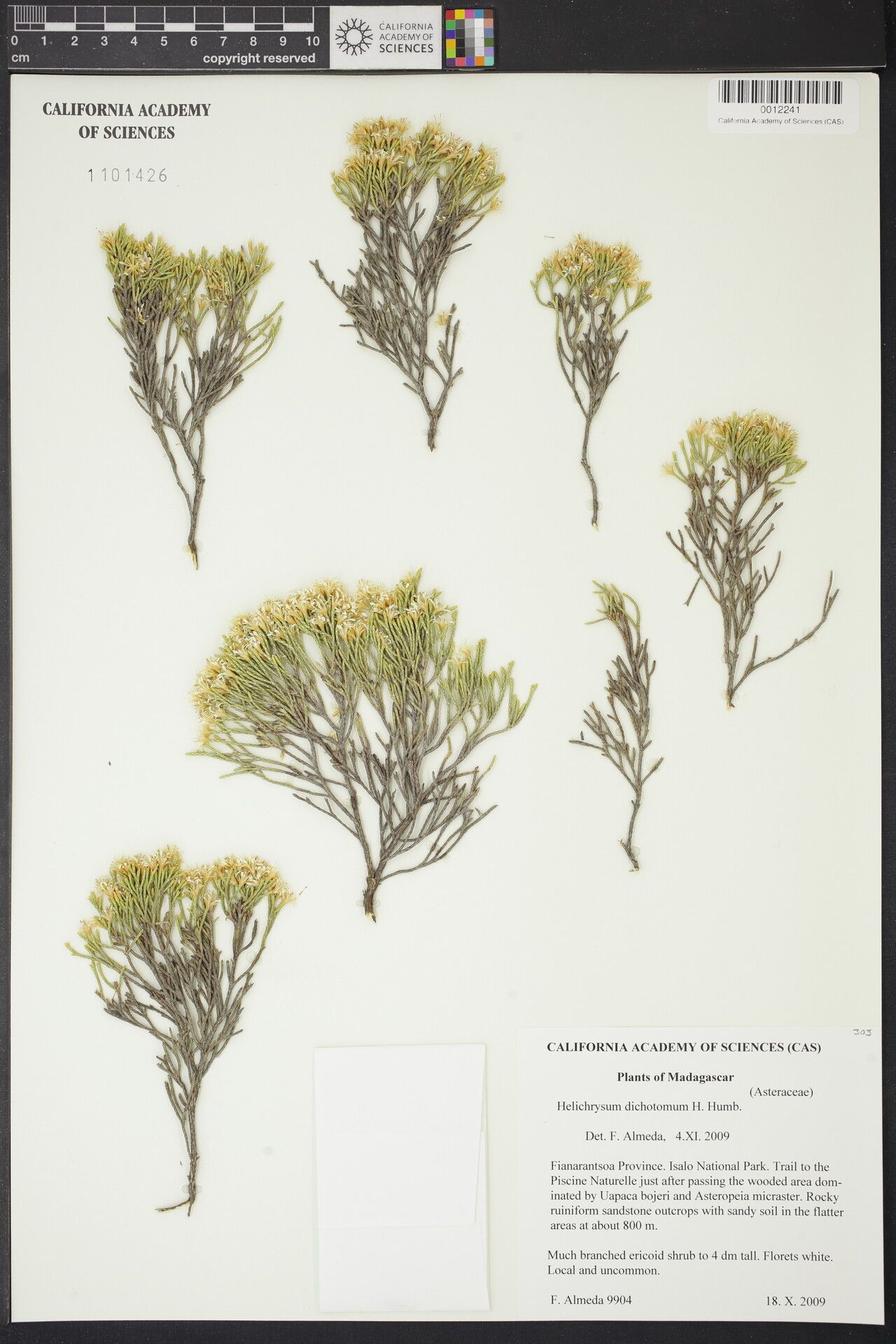 Helichrysum dichotomum — houseplant care guide