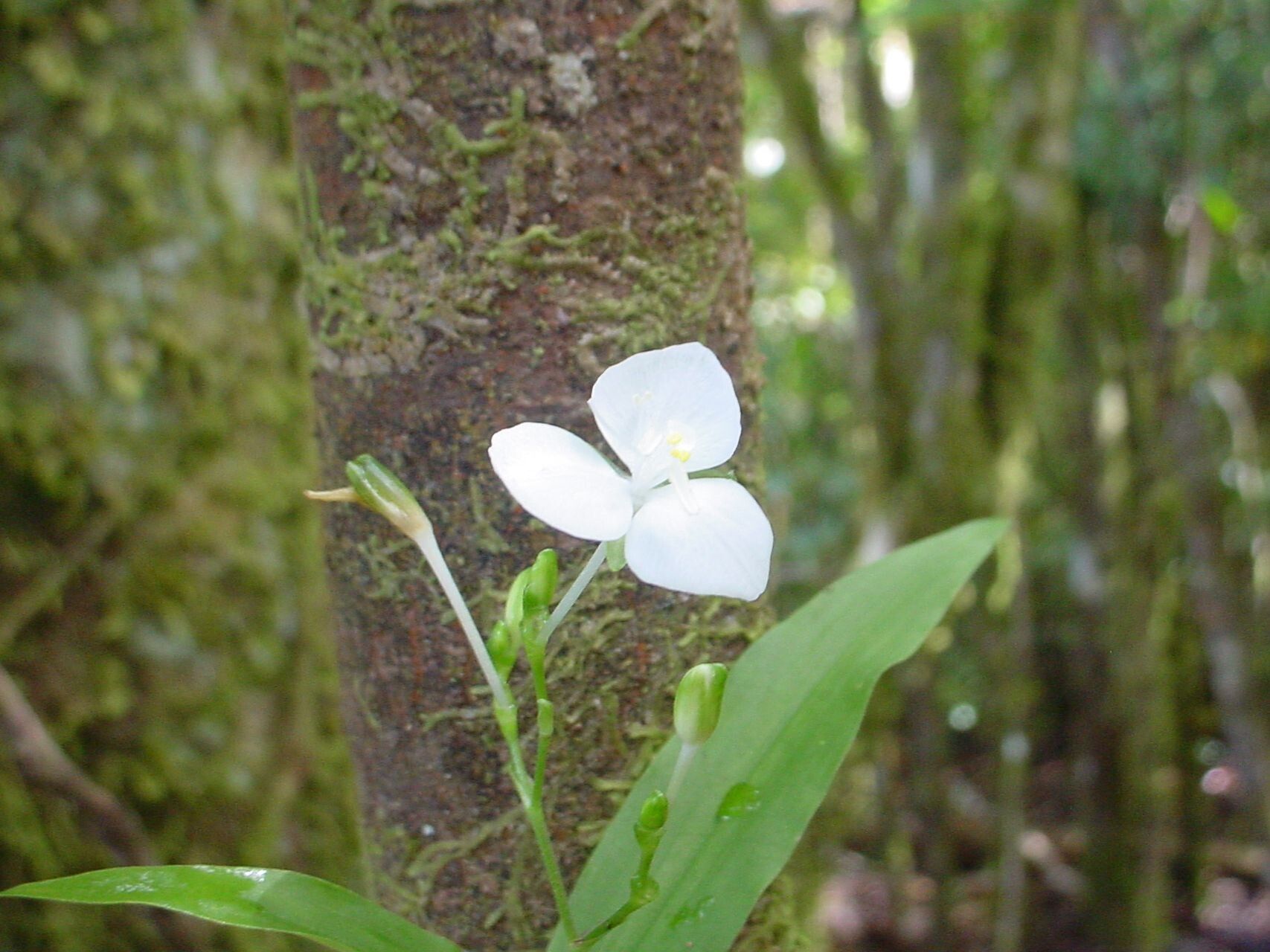 Aneilema neocaledonicum flower