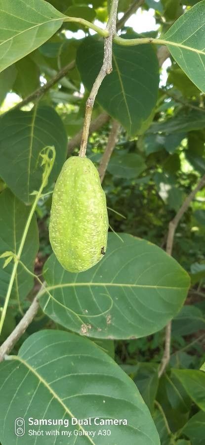 Terminalia chebula fruit