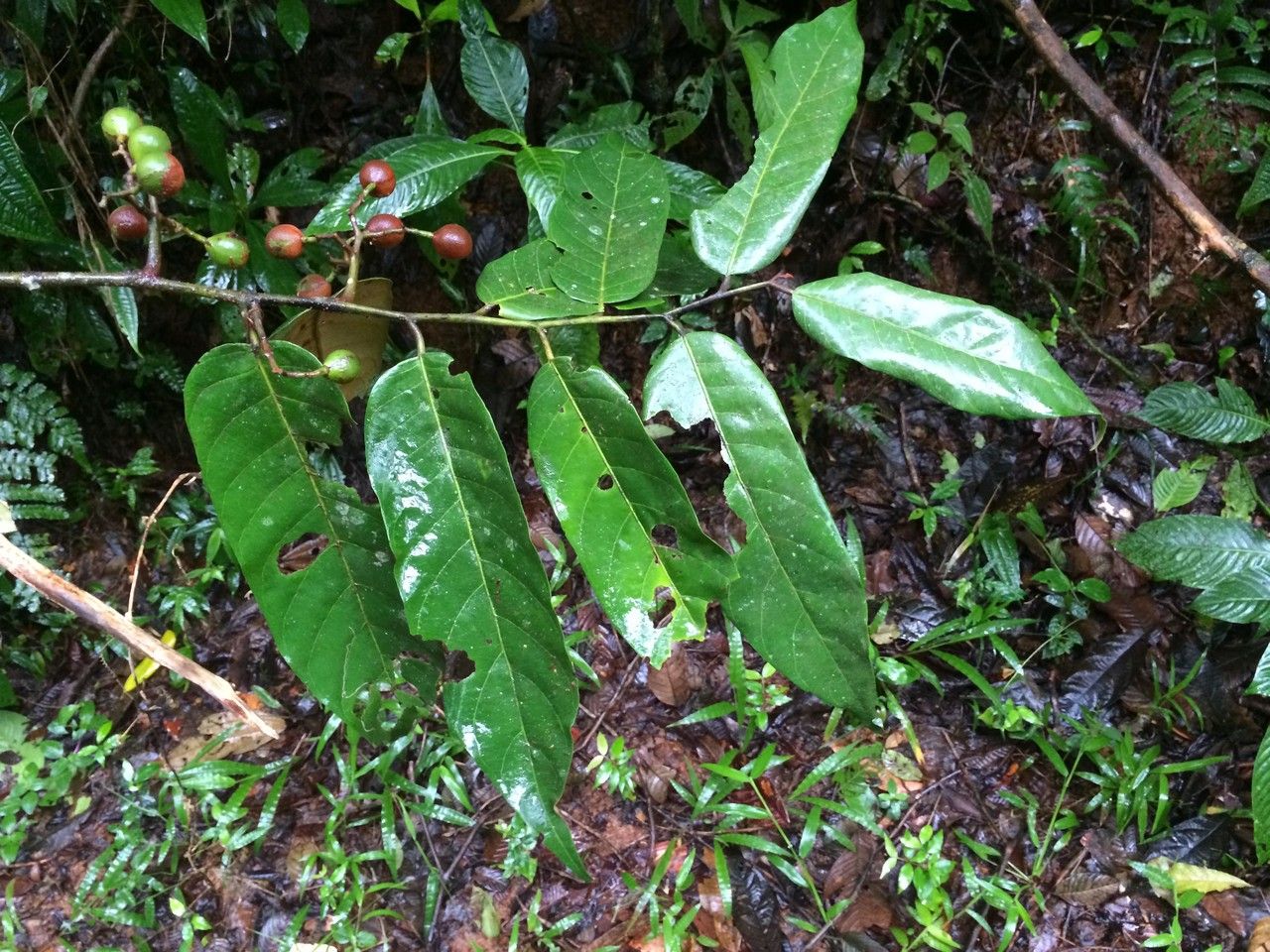 Virola sebifera leaf