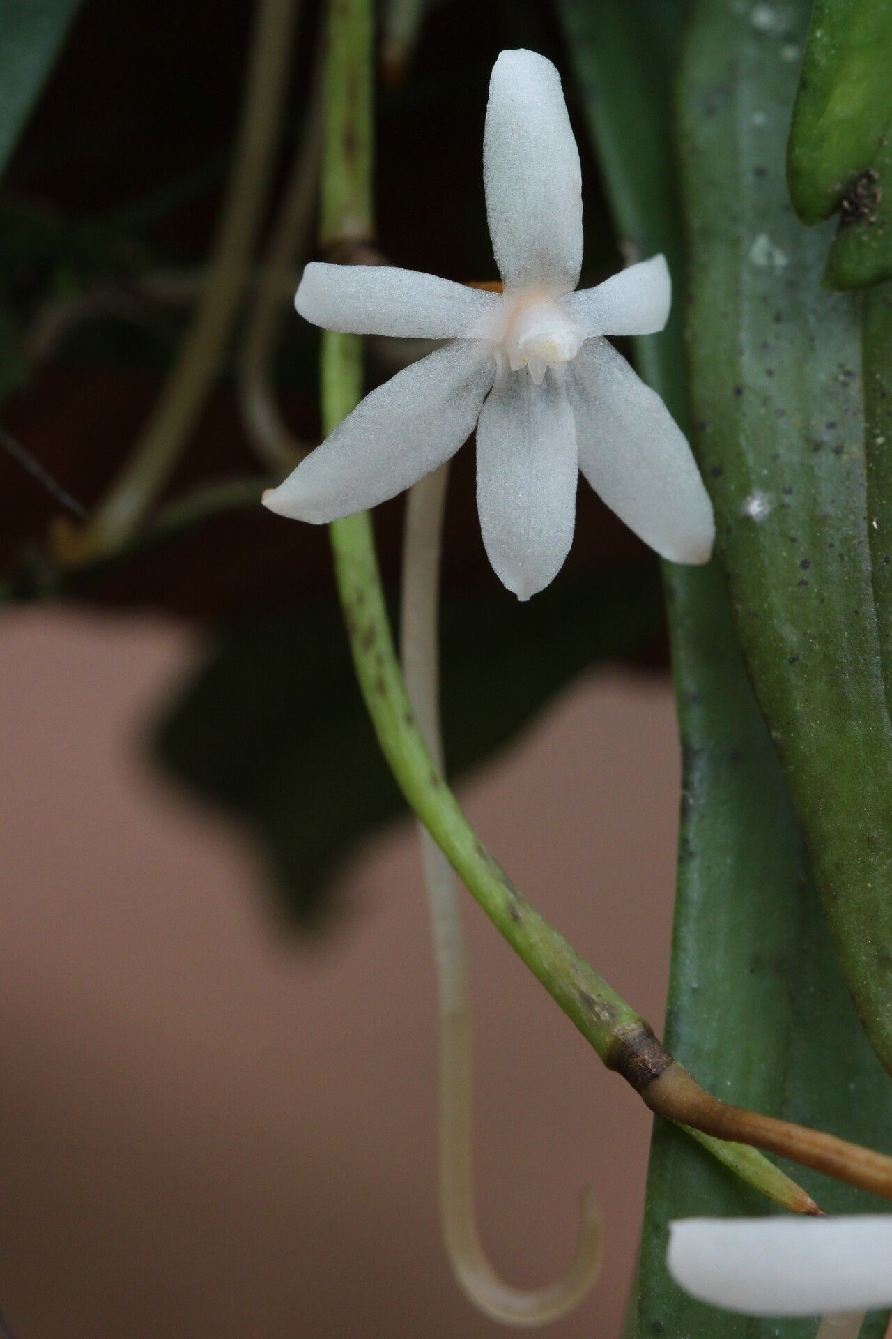 Aerangis calantha — related species from the same genus