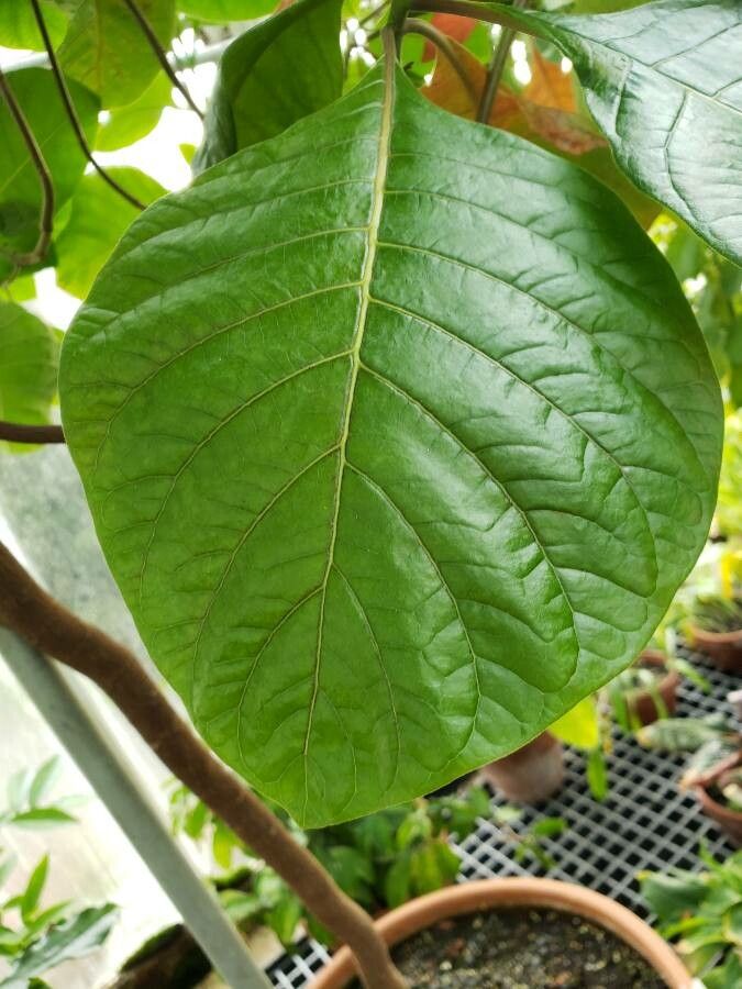 Cinchona pubescens — related species from the same genus