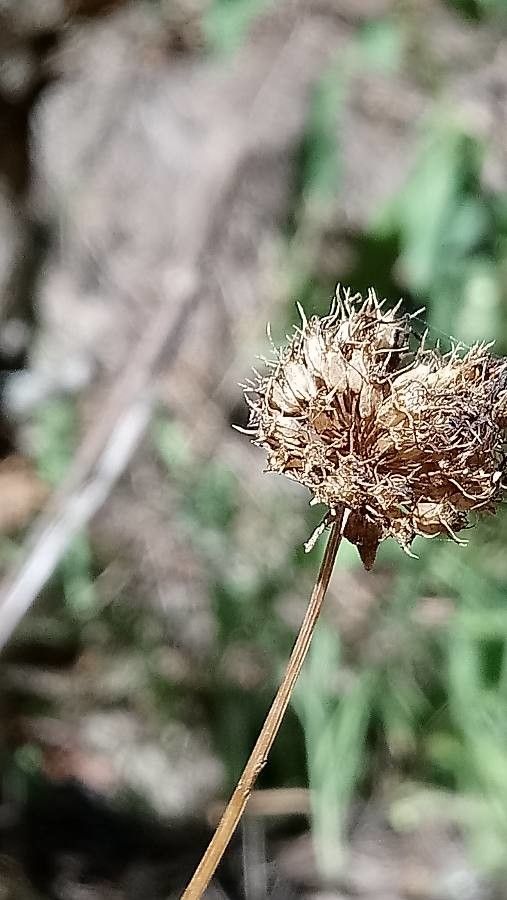 Jasione montana fruit