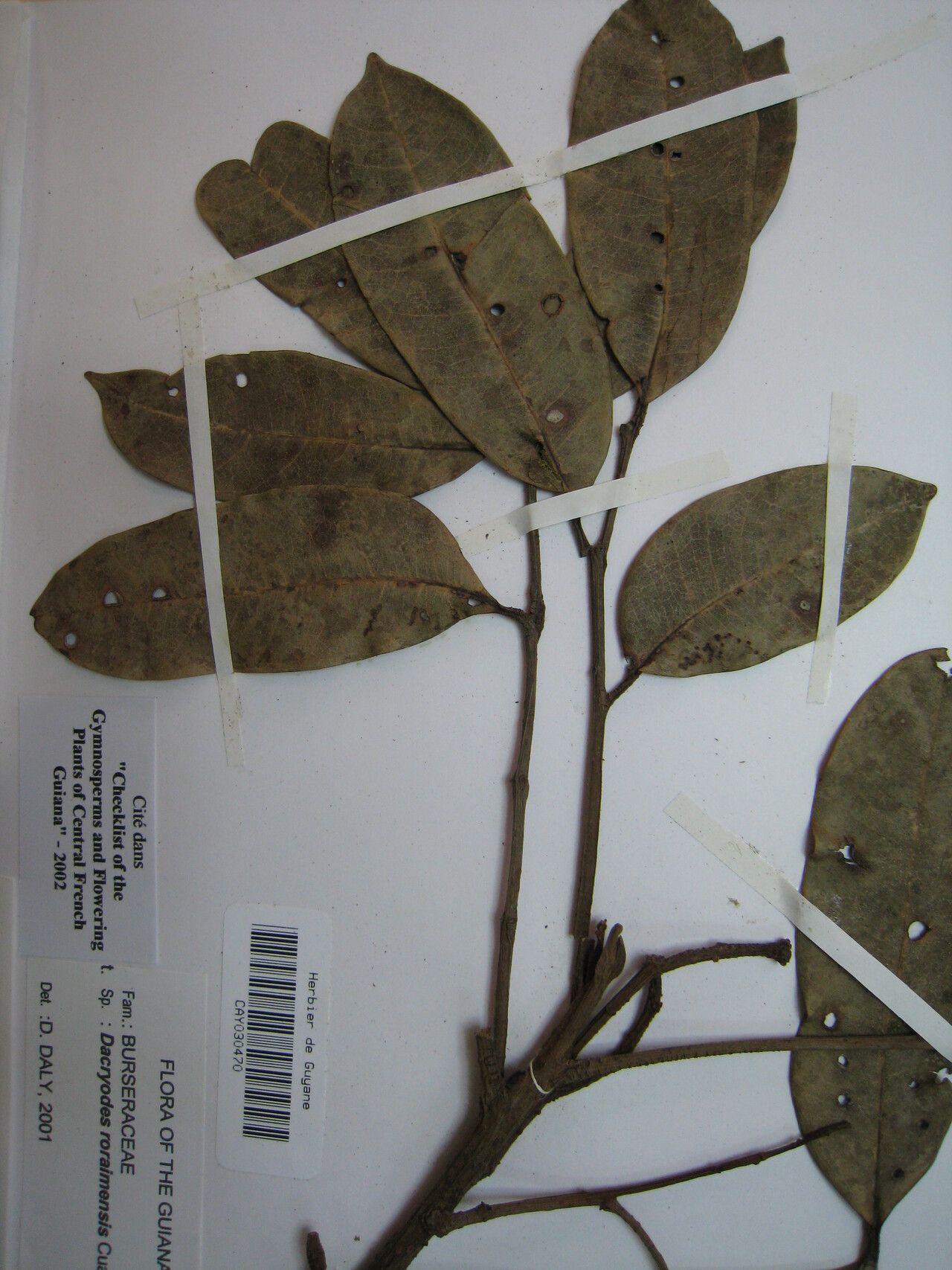 Dacryodes roraimensis — search result for 'Dacryodes'