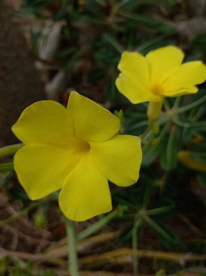 Pachypodium rosulatum flower