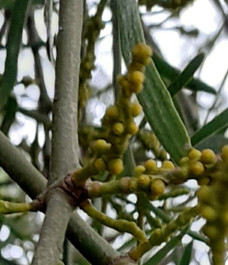 Phoradendron quadrangulare flower