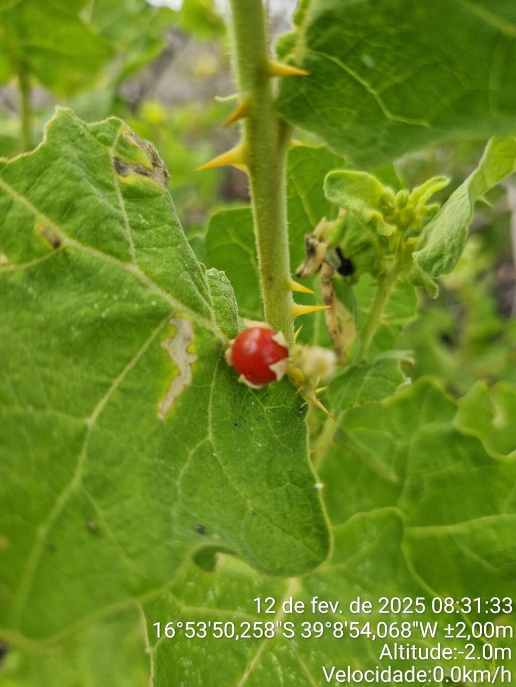 Solanum thomasiifolium fruit