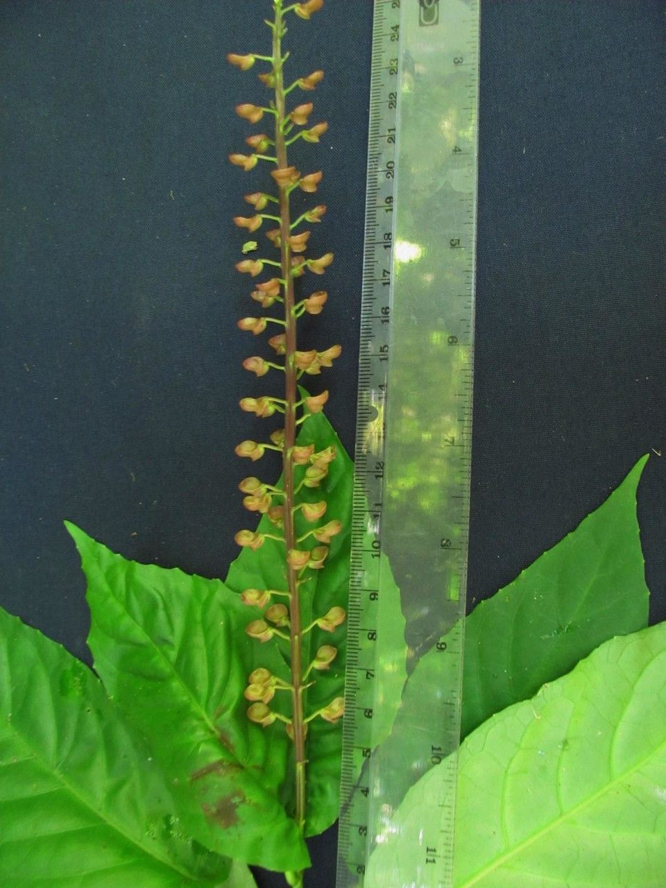 Scutellaria glabra — houseplant care guide