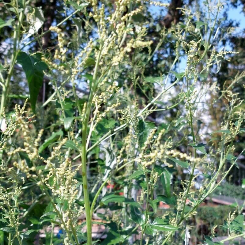Atriplex sagittata flower