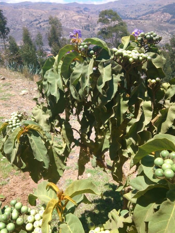 Solanum asperolanatum habit