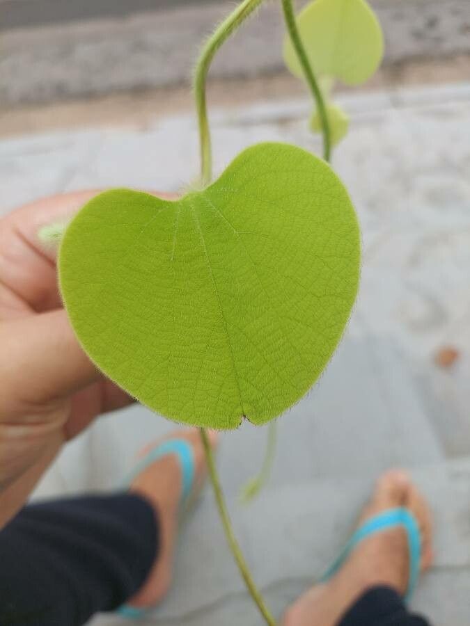Aristolochia ridicula — search result for 'Aristolochia'