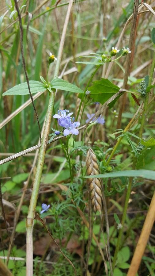 Gilia achilleifolia habit