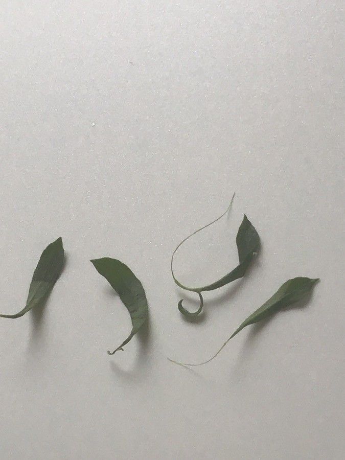 Anarrhinum bellidifolium leaf