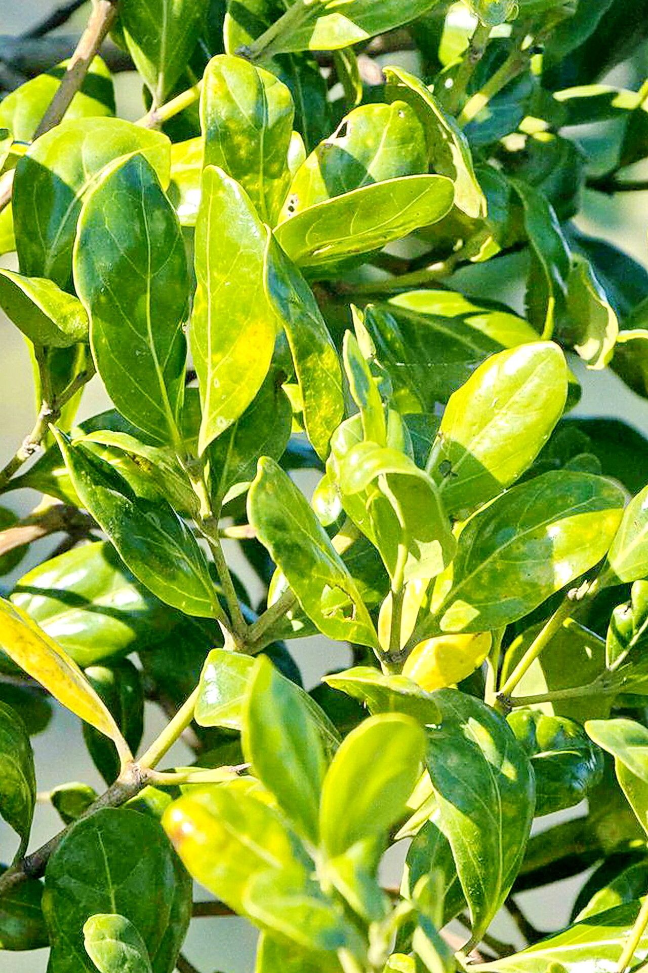 Psydrax obovatus — houseplant care guide