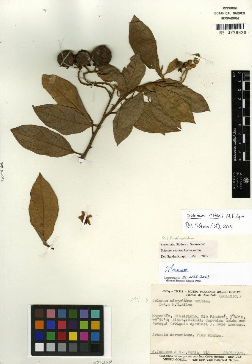 Solanum eitenii — houseplant care guide