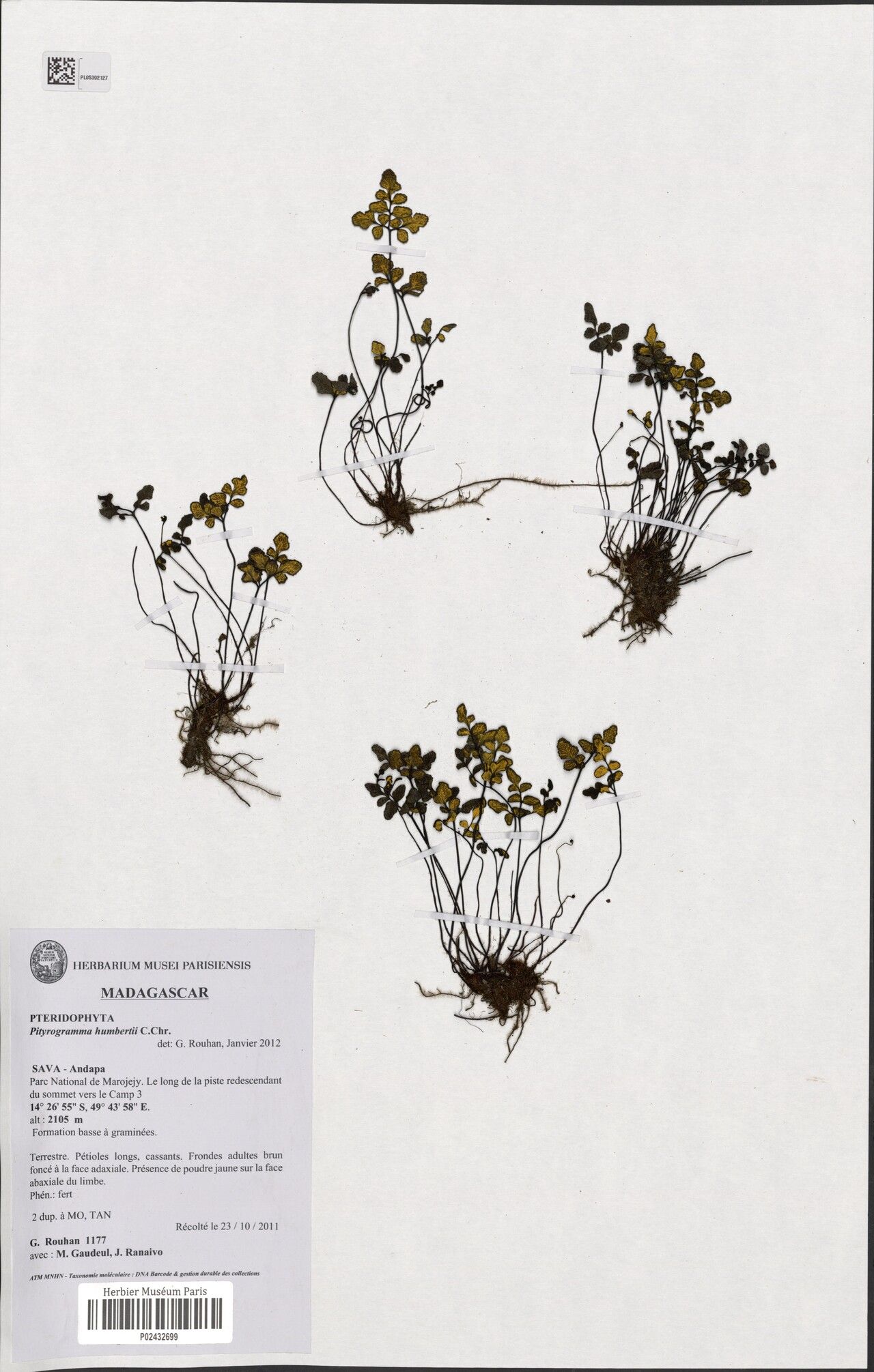 Pityrogramma humbertii — related species from the same genus