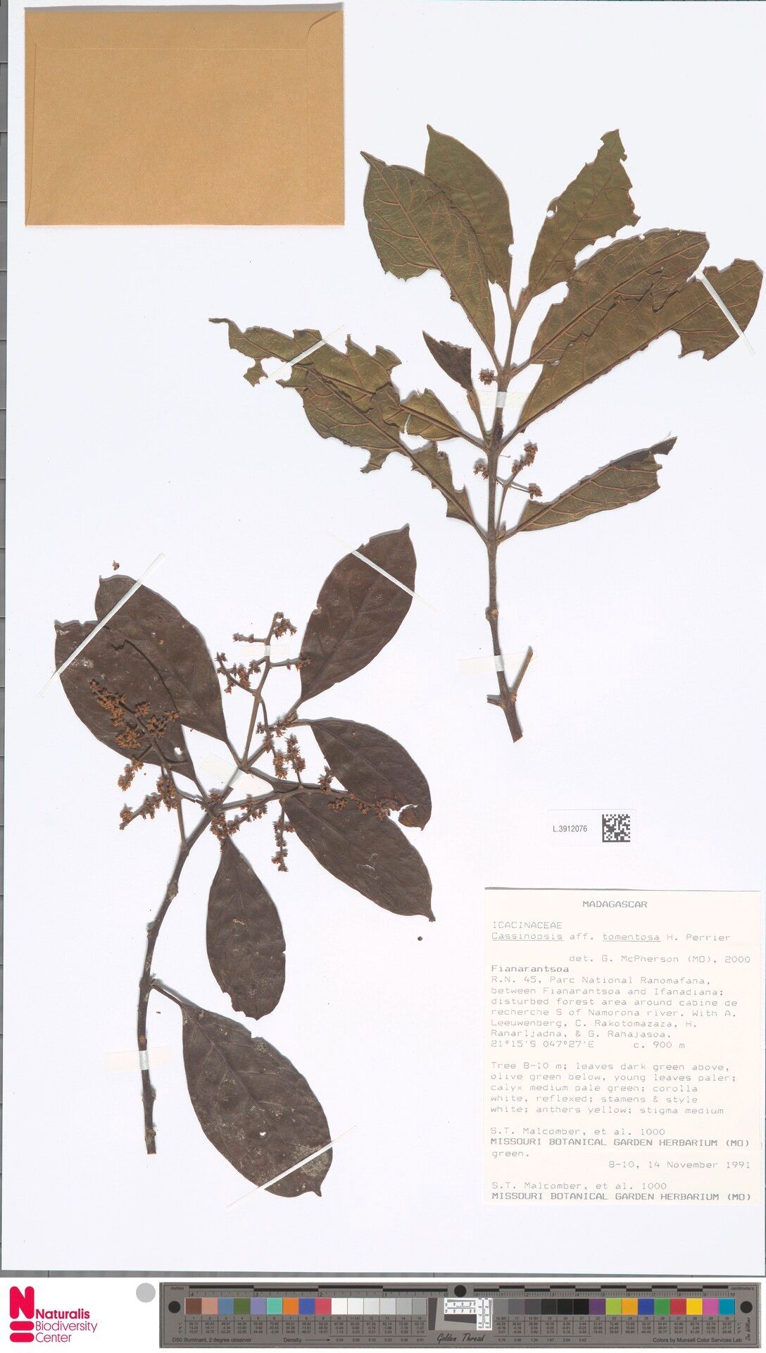 Cassinopsis tomentosa — related species from the same genus