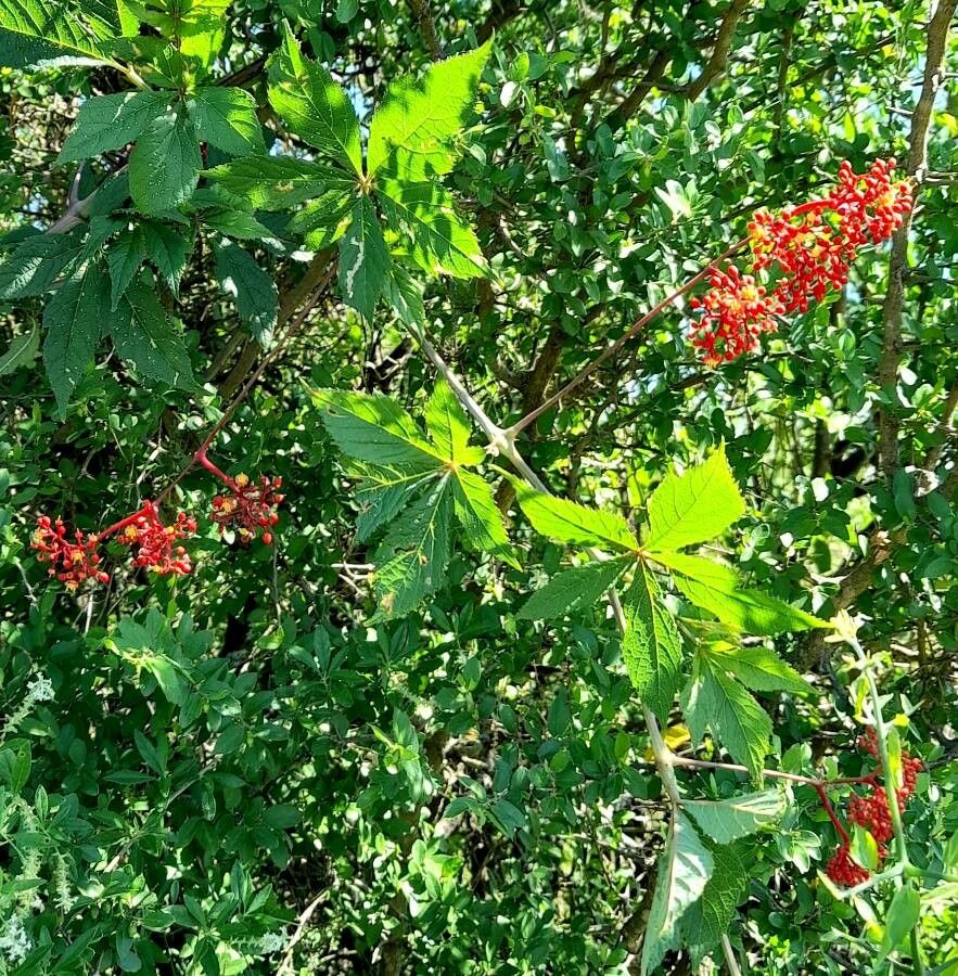 Cissus tweedieana habit