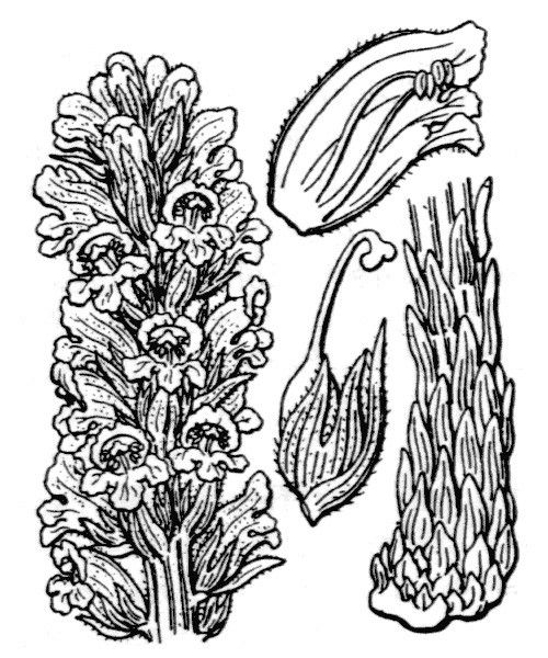 Orobanche rigens — houseplant care guide