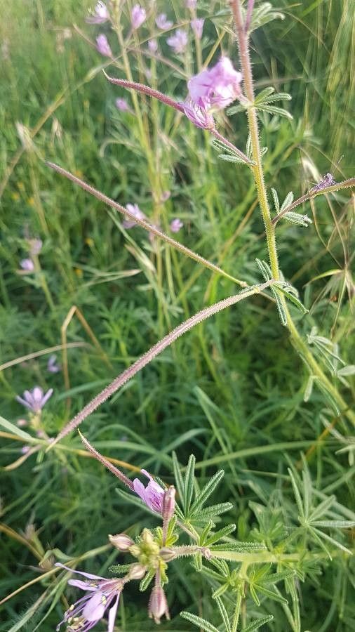Cleome allamanii fruit