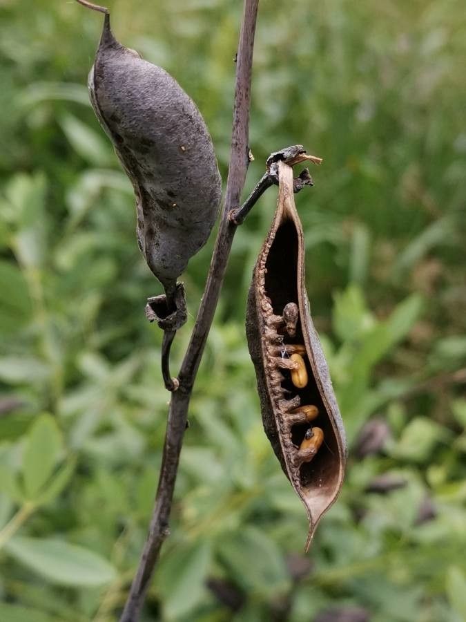 Baptisia bicolor fruit