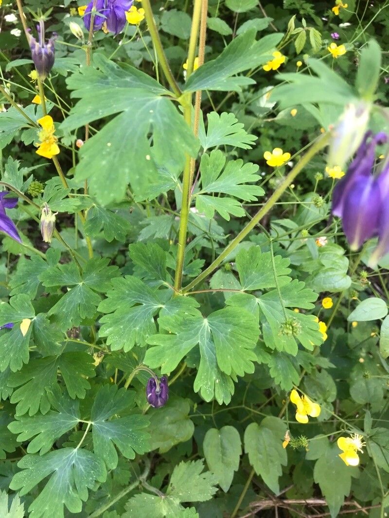 Aquilegia dumeticola — search result for 'Aquilegia'